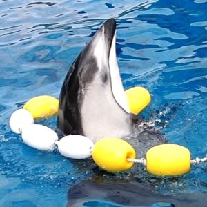 テトラとおもちゃ